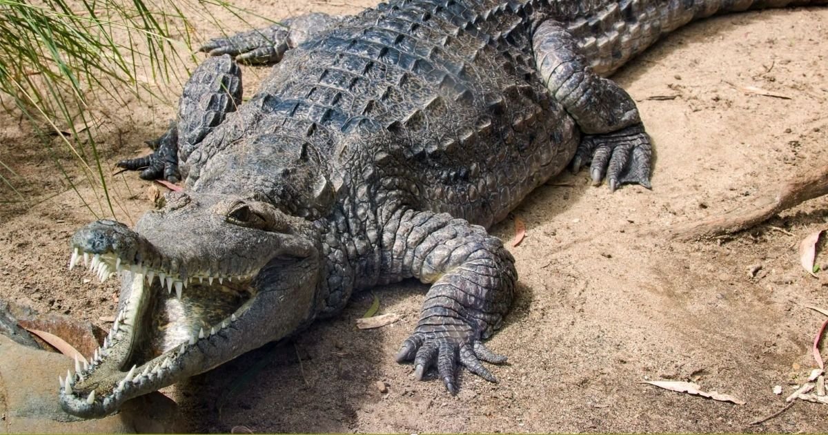 copy of article x 630.jpg?resize=412,232 - Horrifying Moment Crocodile Carries Schoolboy's Remains Away in its Jaws After Snatching the 15-Year-Old While Fishing