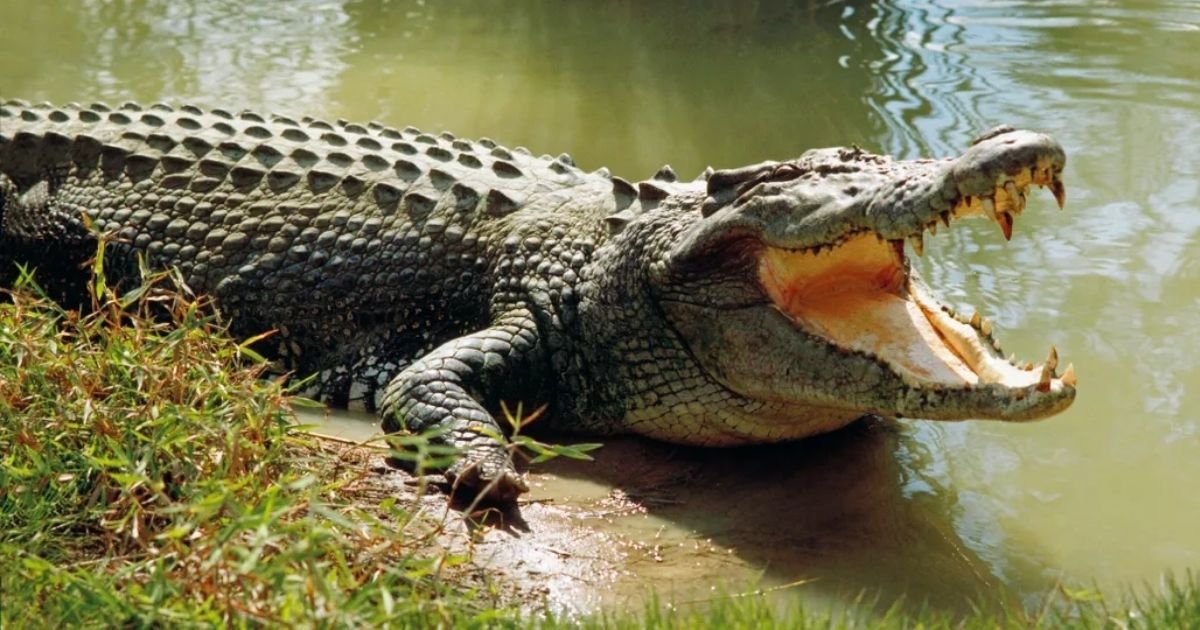 copy of articles thumbnail 1200 x 630 2025 07 01t194615 927.jpg?resize=412,232 - Terrifying Moment Crocodile DRAGS Loving Grandfather To His Death In Its Jaws