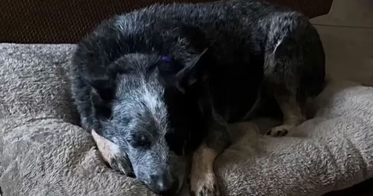 copy of articles thumbnail 1200 x 630 2025 07 13t191719 703.jpg?resize=412,232 - Dog Reunited with Family After Miraculously Surviving Texas Floods by Hiding in a Washing Machine