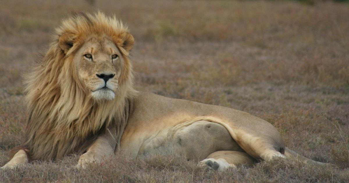 copy of articles thumbnail 1200 x 630 2025 07 23t162429 030.jpg?resize=412,232 - Animal Lover Mauled To Death And Eaten By His Own Pet Lion