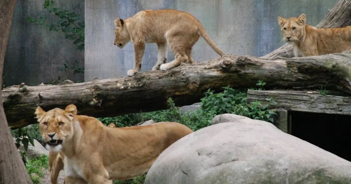 copy of articles thumbnail 1200 x 630 2025 08 14t152642 907.jpg?resize=412,232 - Zoo Encourages Public to Donate Unwanted Pets to Help Feed Resident Animals