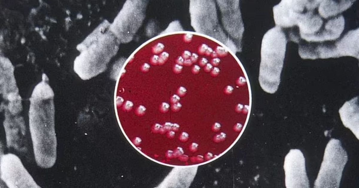 copy of articles thumbnail 1200 x 630 2025 08 25t160234 493.jpg?resize=412,232 - Man DIES from the PLAGUE in America's first fatal case in years - experts explain why the region is a hotspot