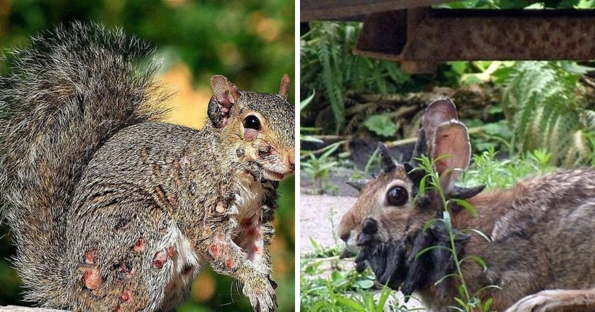 copy of articles thumbnail 1200 x 630 2025 08 25t164826 077.jpg?resize=412,232 - Mutant deer with horrifying flesh bubbles spotted in multiple US states as fears of an outbreak grip the nation