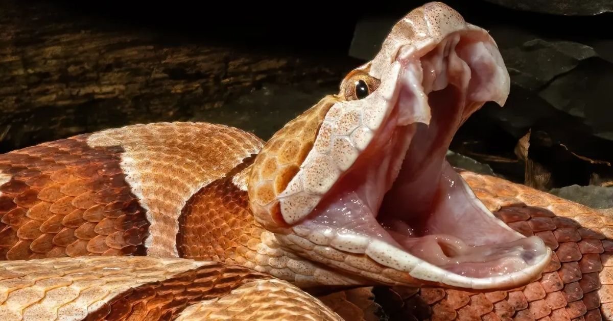 copy of articles thumbnail 1200 x 630 2025 09 08t163544 298.jpg?resize=412,232 - 4-Year-Old Boy Bitten by Snake at North Carolina Day Care As Family Learns Staff NEVER Called 911 for Help