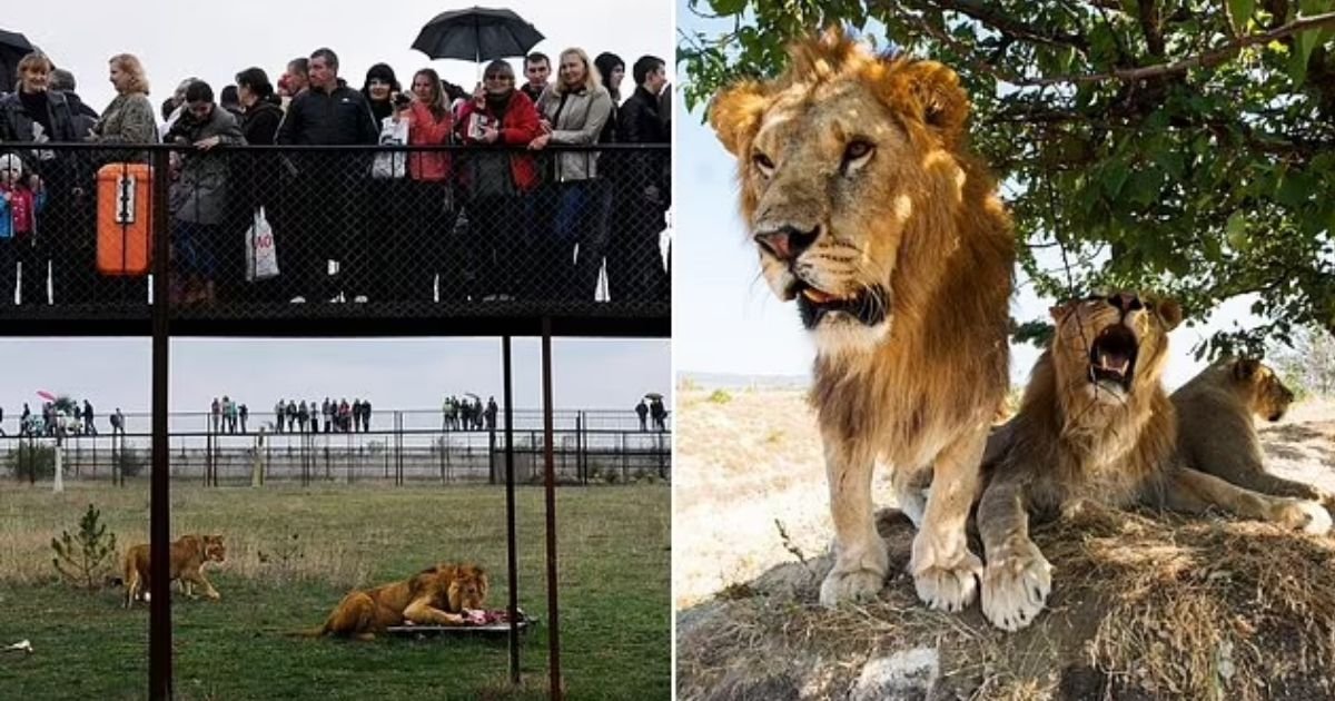 copy of articles thumbnail 1200 x 630 2025 09 11t155621 228.jpg?resize=412,232 - Tourists’ Nightmare Comes to Life At World-Famous Safari Park After Lions KILL Zookeeper in Front of Them